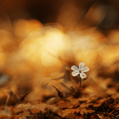 Luv(sic) Prt.3 x Everlasting (DJ Solinity Remix)