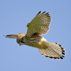 A Kestrel's Manouvres In The Park