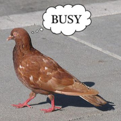 Busy Brown Pigeon