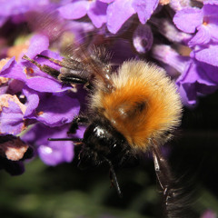 Flight Of The Kazoo-bee (A bit of fun - obviously not a serious piece of music.)