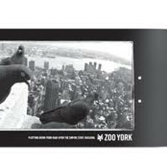 "ZOO YORK, NEW YORK"  EASY JESUS (En'J)