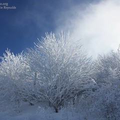Sun-Kissed Frost