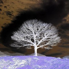 A Poison Tree - Flee (Effect by Oetzi)