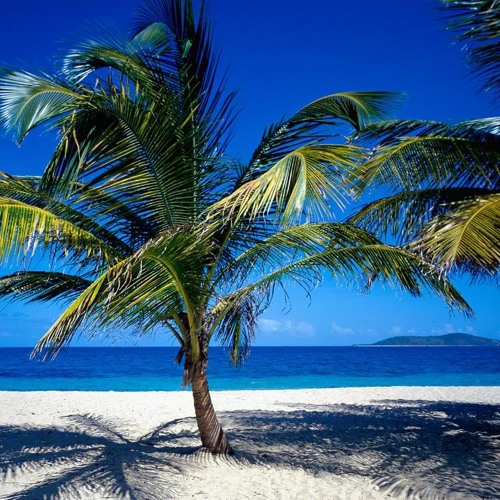 Zipso-Girl that I need