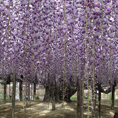 Wisteria Fields