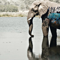 THE Trippin ELEFANT ............ [ HELL made caos ] talec twist