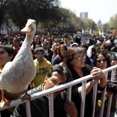Kwax the potty mouthed duck