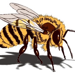 Valley of the Aducted Bee