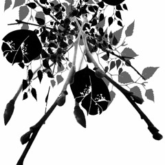 Promo Set - Les Arbres Qui Marchent