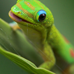 Datsik -  Gecko (bassboylowg Version)