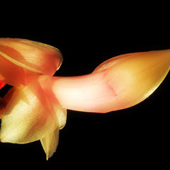 Penuckle vs Full Crate & FS GREEN (Inspirations)