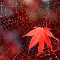 Herbstlaub - Haide Cuhn (Leveltrauma.de)