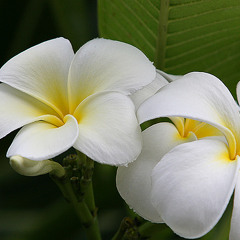 ចំប៉ីសៀមរាប