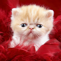 HipHop Dance Remix 2011