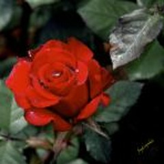 បុប្ផាតែមួយ