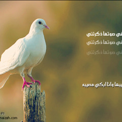 حمامة في صوتها ذكرتني ( للمنشد: زعيم الخير) من روائع النشيد