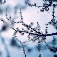 Master - Roca Ayvavda Nushi (2008)