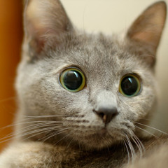 Царица Логики - Toxicstupid (Somatik mix 2011)