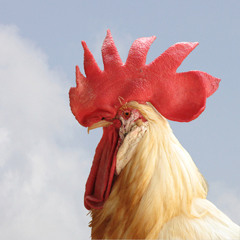 Ladel pollo (Chicken Fobia)