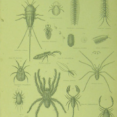Insectopia - Crayola Lectern