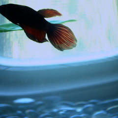 Rat Rios - Without Days