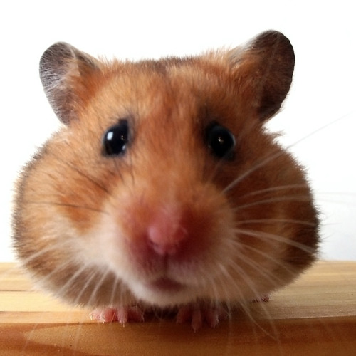 Flat hamsters best sale