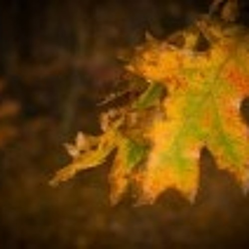 Michal Pawlikowski - Autumn 2011