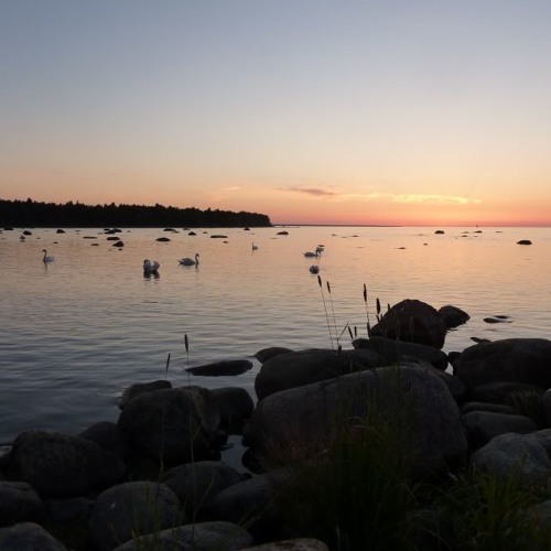 evening shore, birds and ships at Paljasaare