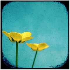 Build Me Up Buttercup (Cover)