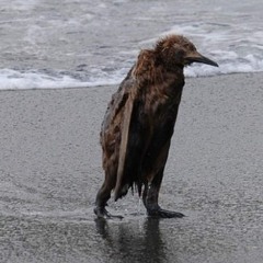 Paul Paterson - Surfin' Bird (The Cramps)