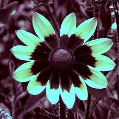 Khaze - The Ultraviolet Garden