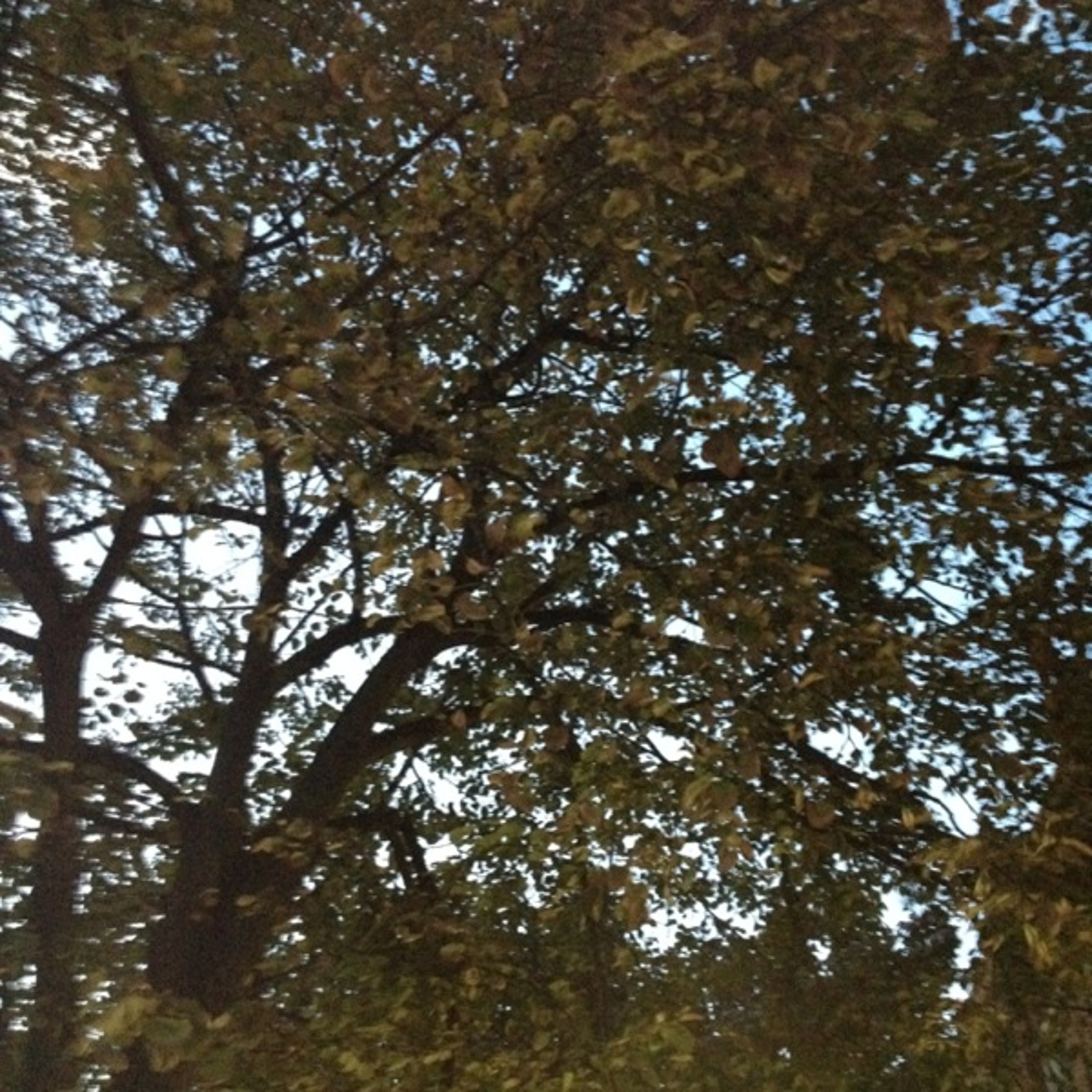 Birds in a tree episode artwork
