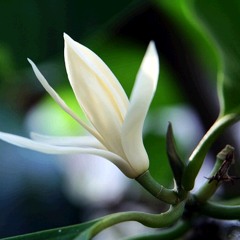 Ngọc Lan (Dương Thiệu Tước) - Hồng Nhung