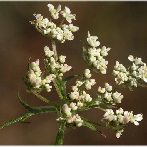 Dans tes yeux Pour koipa ¤