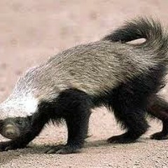 Because I Got High (Honey Badger Remix)