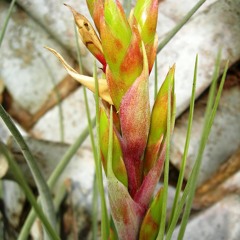 In Heaven- Everything is Fine- *Eraserhead