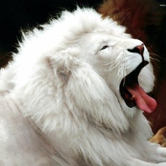 LIONS DEN PHILLY RADIO INDIE REGGAE ARTISTS MIX RAW