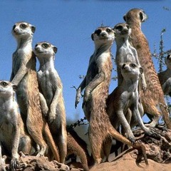 Al Conti - Suricato (Premaster)