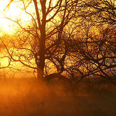 Dylan Brereton - Sativa (Short edit)