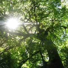 Mehran zahedi-Kourosh Sarhangzadeh--BESOUYETOU