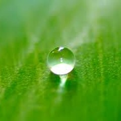 Turtle - Simplicity