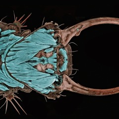 Giga Shadow by Conjuror