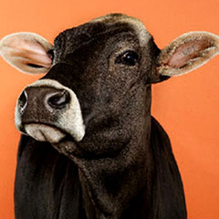 Heisenberg - Don't shoot the the cow (original mix) Free 320k download