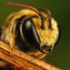 The bee's speech