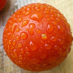 Shambala (Where you want to Be)