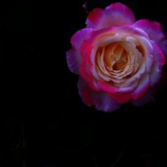 RUSH 2011 finished track