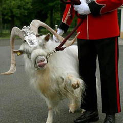 long hard...fuck. carnival time (muzzle your goat) ft. unnamed Quechua man and two quenas players