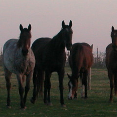 Everything I Love About Thanksgiving  (Thanksgiving Holiday Song)