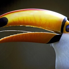 Sales Tips for Jungle Birds