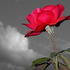 Muco - Güle Yel Deygi (Elektro Baglama)